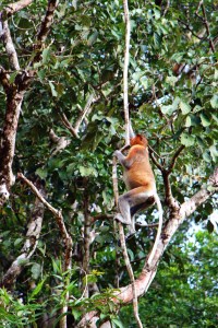 Lógó orrú és pocakos