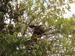 Zsuzsi kedvence, az orángután
