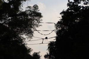 Monkey bridge