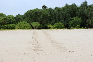 Friss teknős nyomok