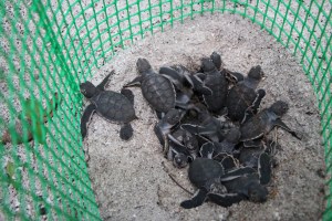 Az első porontyaim...