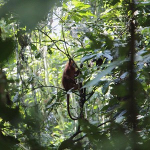 A ritkán látható vörös majom