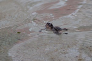 Az első levegővétel a vízben