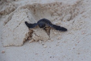 Nekik egy lábnyom is nagy küzdés...