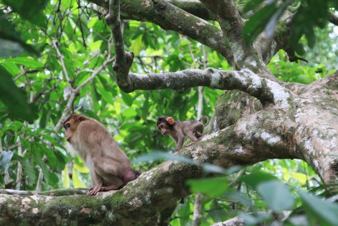 Hatalmas szemek és fülek