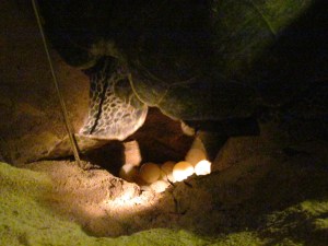 Potyognak a tojások...