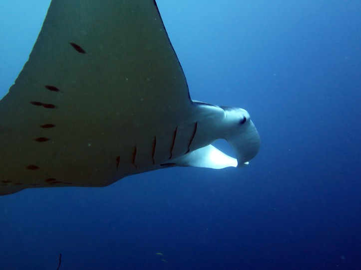 Szinte megsimított :)