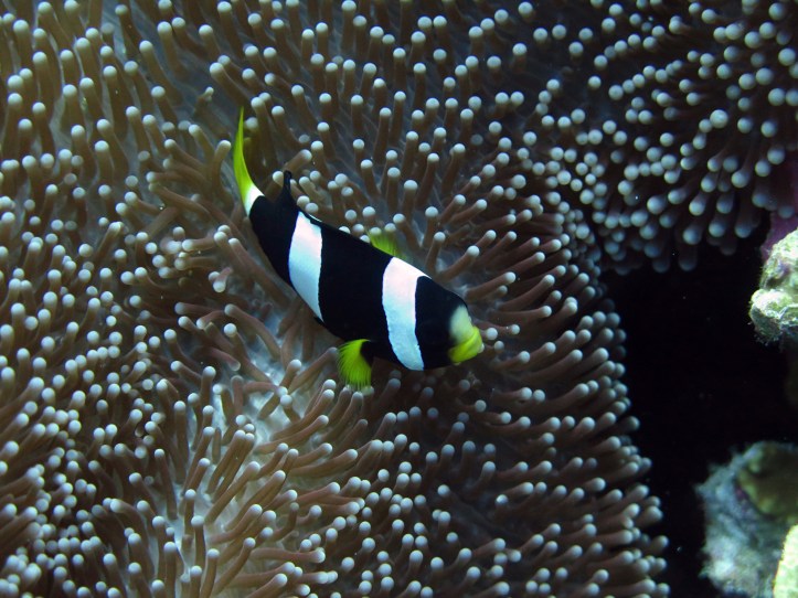 És egy harmadik, megint más anemónában...