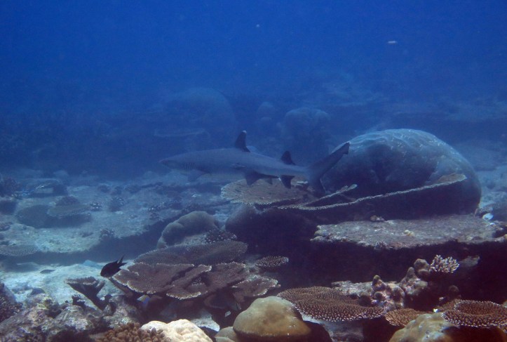 Szirti kicsit közelebbről