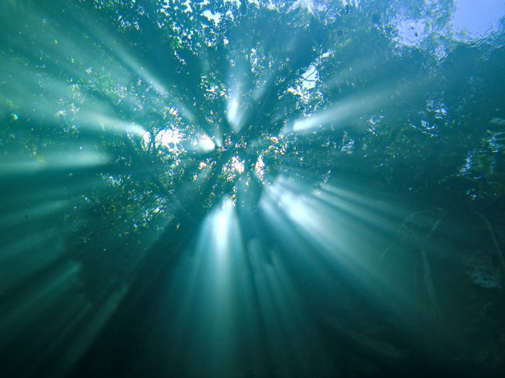 Amikor az ember direkt fényképez fénnyel szemben :)