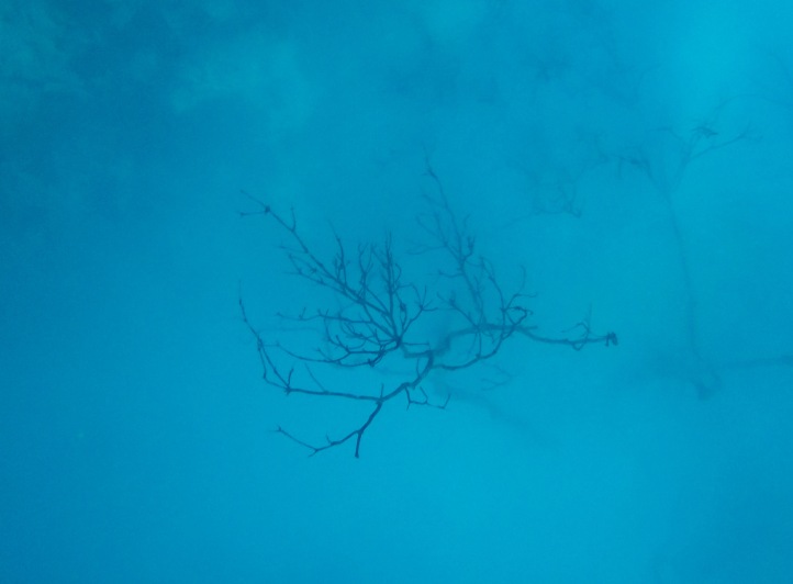 A szulfid ködben feltűnő fa