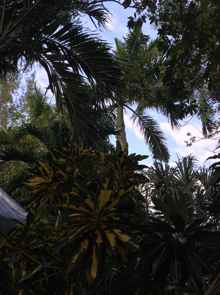 Egy ilyen kertet érdemes rendbe tenni...